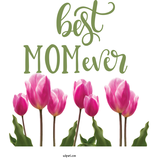 Free Holidays	 Tulip Flower Floral Design For Mothers Day Clipart Transparent Background