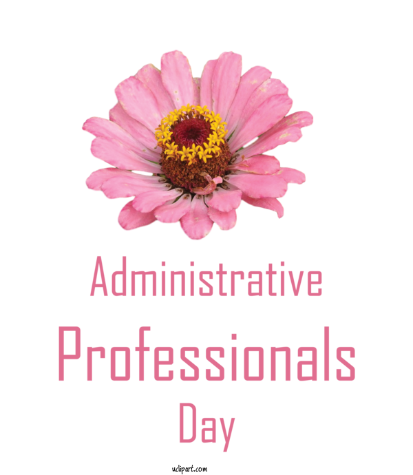 Free Holidays Chrysanthemum Cut Flowers Floral Design For Admin Day Clipart Transparent Background