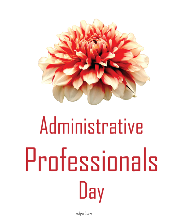 Free Holidays Dahlia Floral Design Cut Flowers For Admin Day Clipart Transparent Background