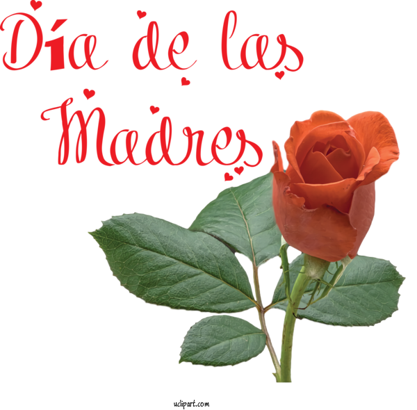Free Holidays Garden Roses Plant Stem Cut Flowers For Dia De Las Madres Clipart Transparent Background