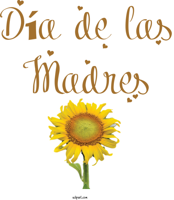 Free Holidays Floral Design Daisy Family Sunflower Seeds For Dia De Las Madres Clipart Transparent Background