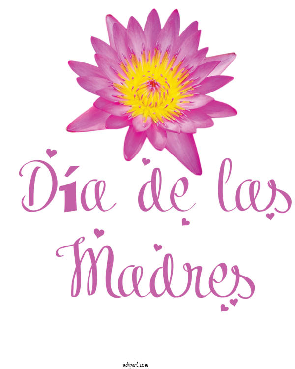 Free Holidays Floral Design Cut Flowers Chrysanthemum For Dia De Las Madres Clipart Transparent Background
