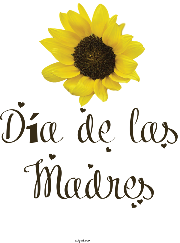 Free Holidays Chrysanthemum Sunflower Seeds Cut Flowers For Dia De Las Madres Clipart Transparent Background