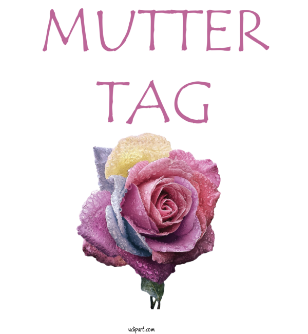 Free Holidays Flower Garden Roses Rose For Muttertag Clipart Transparent Background