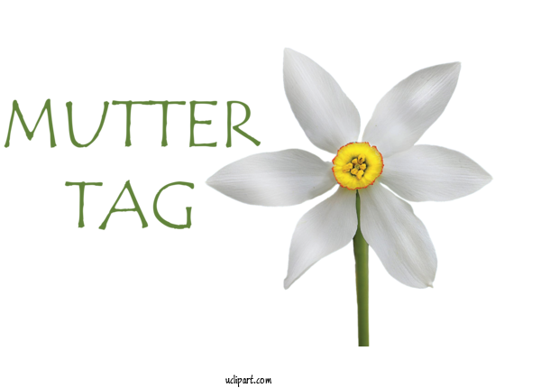 Free Holidays Plant Stem Daffodil Cut Flowers For Muttertag Clipart Transparent Background
