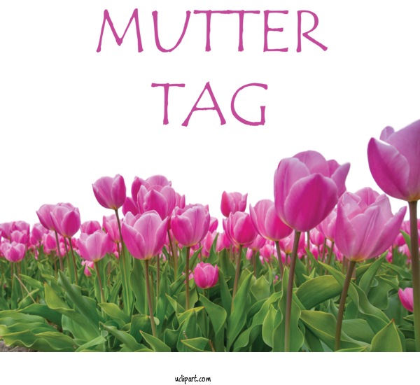 Free Holidays Floristry Floral Design Flower For Muttertag Clipart Transparent Background