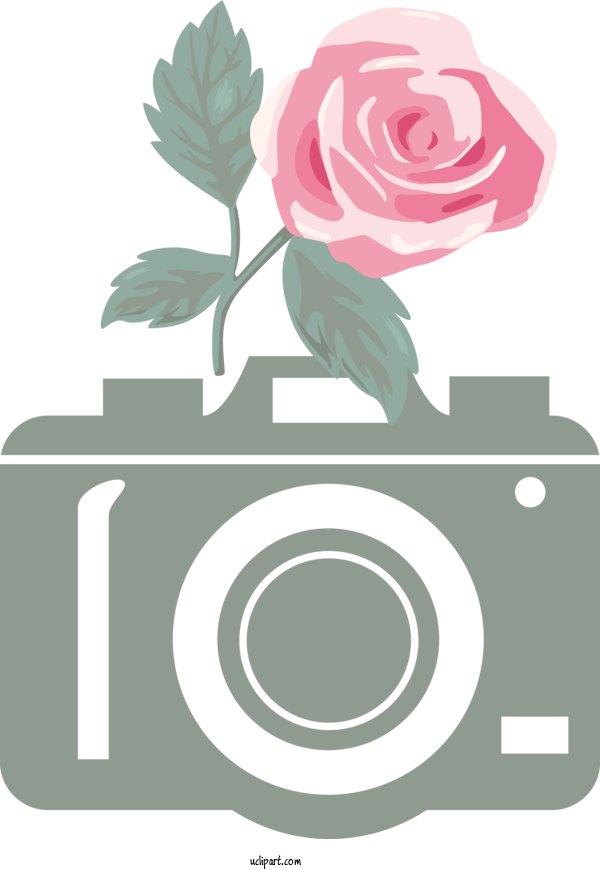 Free Life Rose Flower Garden Roses For Camera Clipart Transparent Background