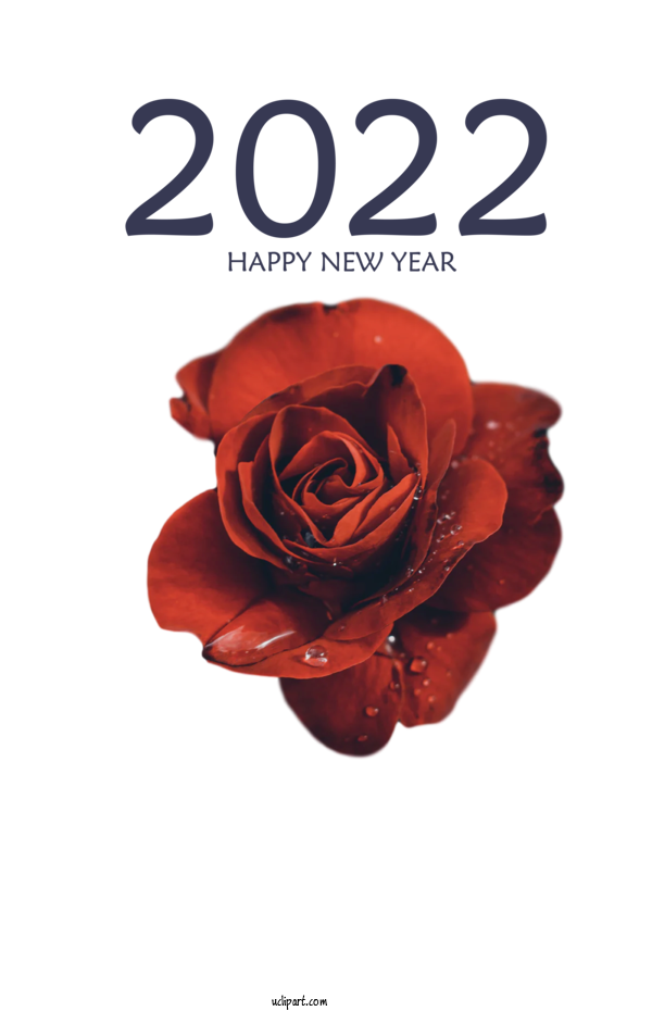 Free Holidays Garden Roses Cut Flowers Rose For New Year 2022 Clipart Transparent Background