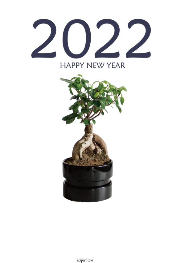 Free Holidays Ficus Retusa Bonsai Design For New Year 2022 Clipart Transparent Background