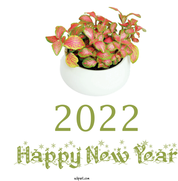 Free Holidays Nerve Plant Houseplant Ornamental Plant For New Year 2022 Clipart Transparent Background