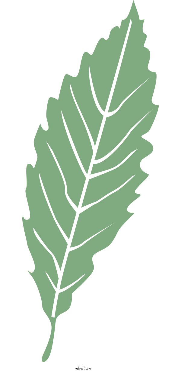 Free Nature Leaf Plant Stem Line For Leaf Clipart Transparent Background