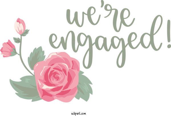 Free Occasions Floral Design Garden Roses Cabbage Rose For Get Engaged Clipart Transparent Background