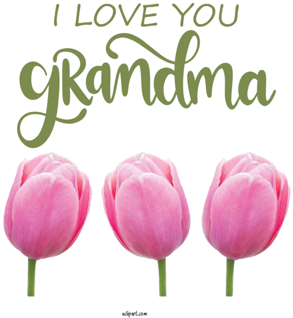 Free Holidays Plant Stem Cut Flowers Tulip For Grandparents Day Clipart Transparent Background