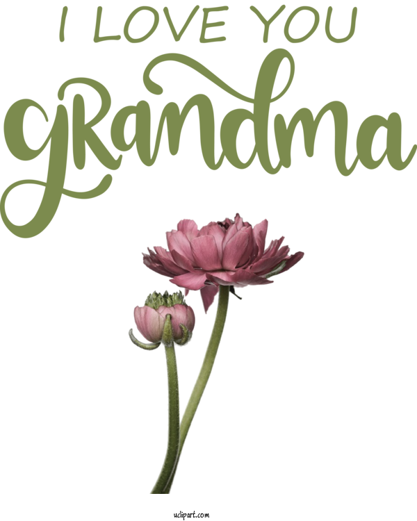 Free Holidays Floral Design Plant Stem Cut Flowers For Grandparents Day Clipart Transparent Background