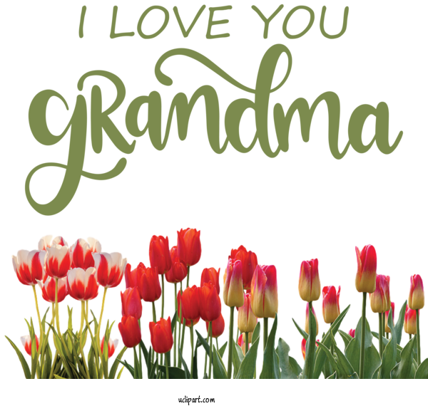 Free Holidays Flower Tulip Flower Garden For Grandparents Day Clipart Transparent Background