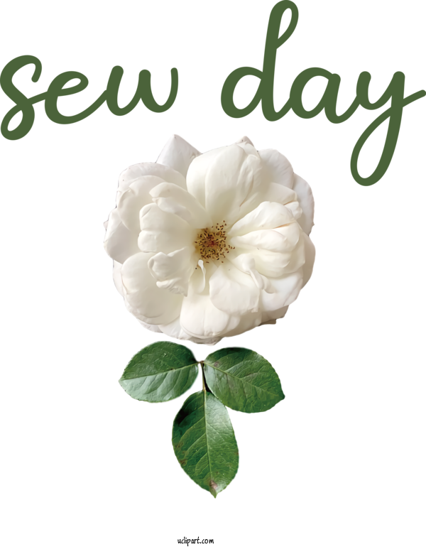 Free Clothing Floral Design Cabbage Rose Gardenia For Sewing Clipart Transparent Background