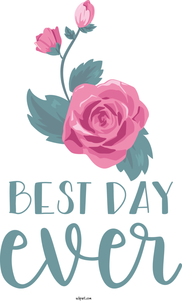 Free Occasions Rose Rainbow Rose Flower For Wedding Clipart Transparent Background