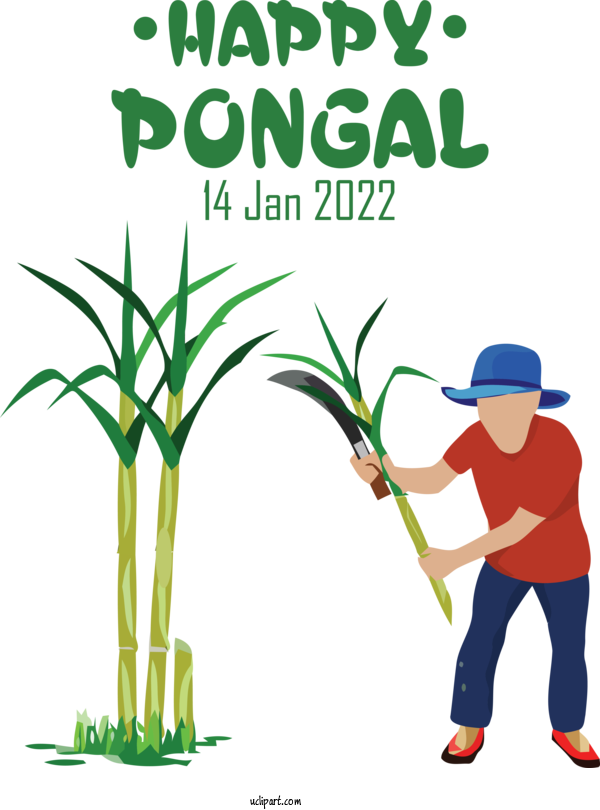 Free Holidays Sugarcane Royalty Free Drawing For Pongal Clipart Transparent Background