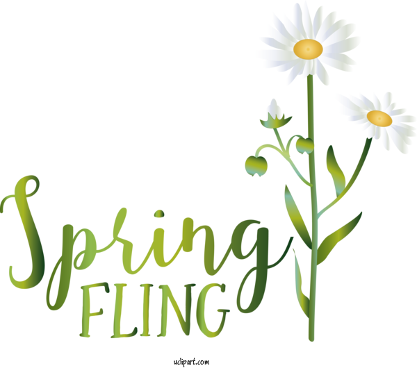 Free Nature Floral Design Roman Chamomile Plant Stem For Spring Clipart Transparent Background