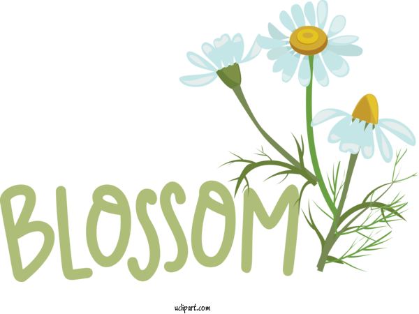 Free Nature Roman Chamomile Plant Stem Floral Design For Spring Clipart Transparent Background