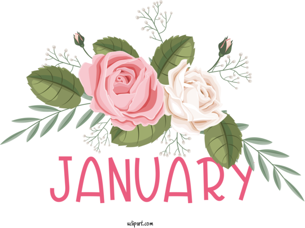 Free January Flower Rose Garden Roses For Hello January Clipart Transparent Background