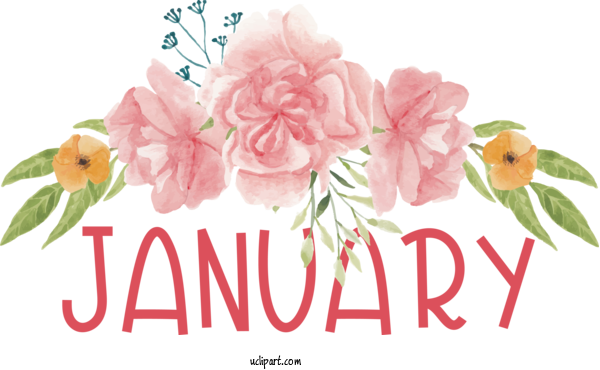 Free January Watercolor Painting Flower Floral Design For Hello January Clipart Transparent Background