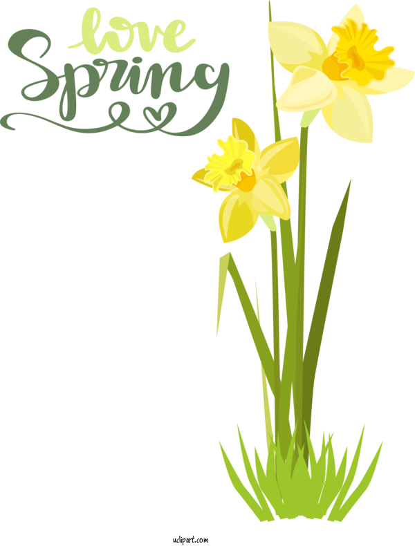 Free Nature Plant Stem Daffodil Floral Design For Spring Clipart Transparent Background