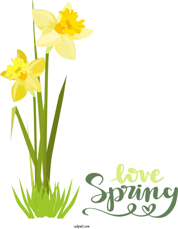 Free Nature Daffodil Plant Stem Floral Design For Spring Clipart Transparent Background