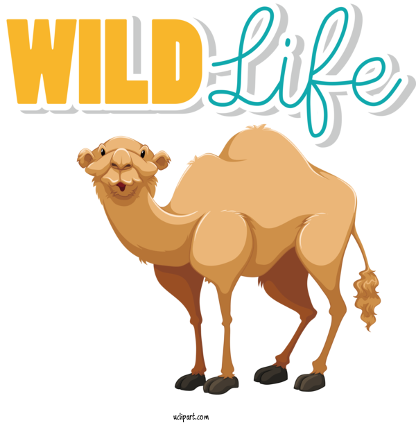 Free Holidays Dromedary Letter Alphabet For World Wildlife Day Clipart Transparent Background
