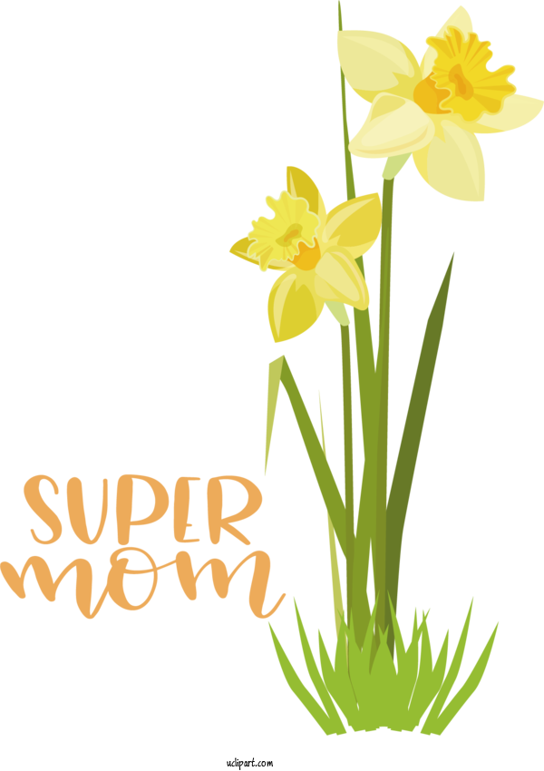 Free Holidays Wild Daffodil Flower Bunch Flowered Daffodil For Mothers Day Clipart Transparent Background