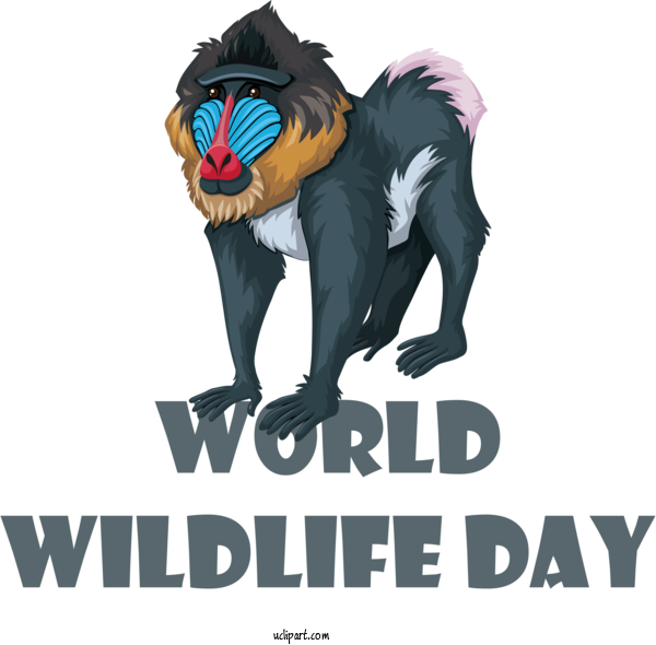 Free Holidays Frank Warren Presents Midlands Mayhem MIDLANDS MAYHEM Cat For World Wildlife Day Clipart Transparent Background
