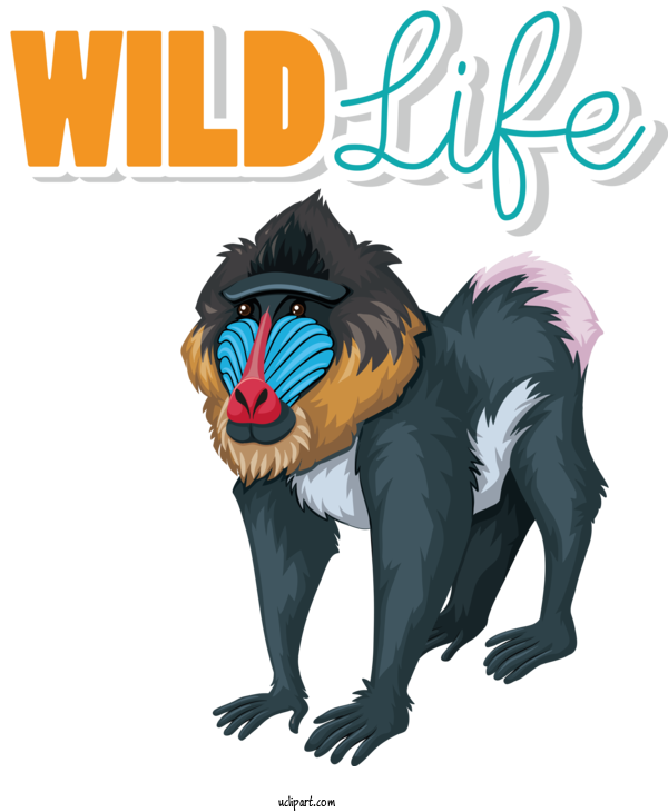 Free Holidays Mandrill Royalty Free For World Wildlife Day Clipart Transparent Background