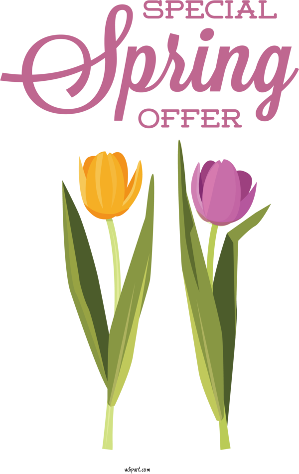 Free Nature Floral Design Plant Stem Tulip For Spring Clipart Transparent Background