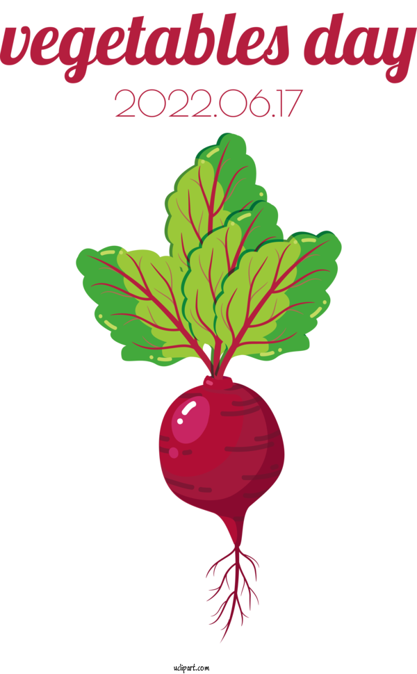Free Food Radish Turnip Lettuce For Vegetable Clipart Transparent Background