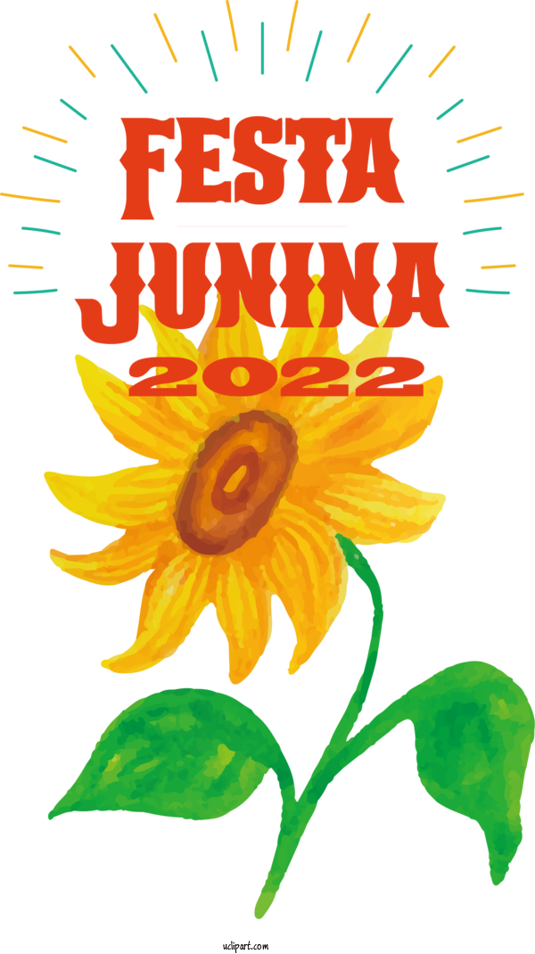 Free Holidays Daisy Family Plant Stem Floral Design For Brazilian Festa Junina Clipart Transparent Background