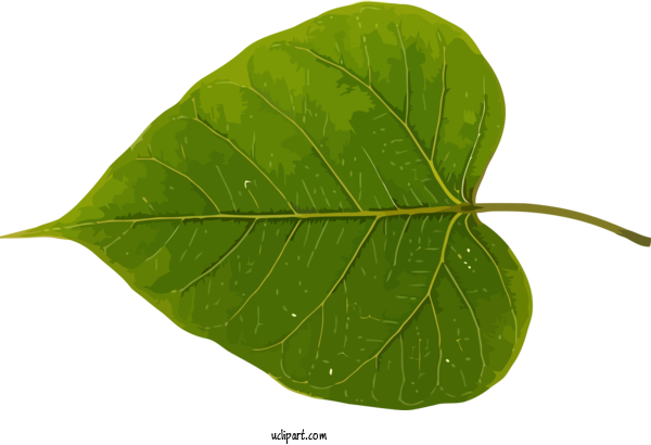 Free Bodhi Leaf Plant Stem Plant For Bodhi Festival Clipart Transparent Background