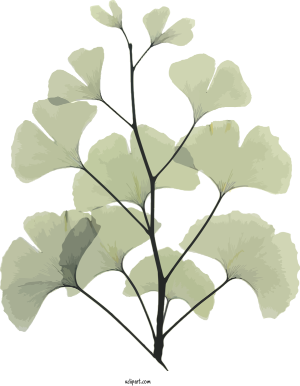 Free Bodhi Tree Ginkgo Picture Frame For Bodhi Festival Clipart Transparent Background