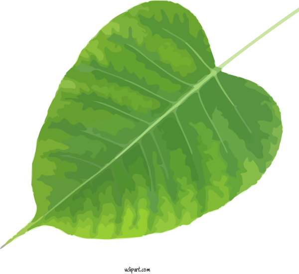 Free Bodhi Leaf Plant Stem Color For Bodhi Festival Clipart Transparent Background