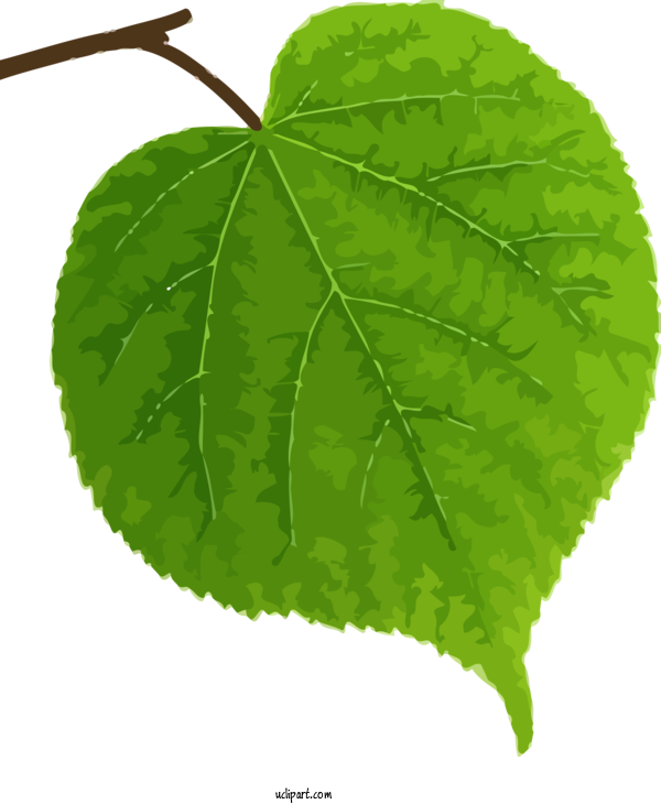 Free Bodhi Leaf Tilia Cordata Tilia Platyphyllos For Bodhi Festival Clipart Transparent Background