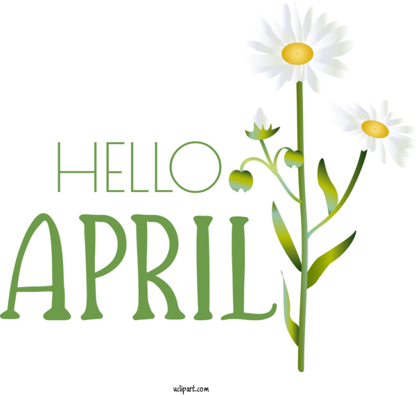 Free April Art Design Oxeye Daisy Roman Chamomile Plant Stem For Hello April Clipart Transparent Background