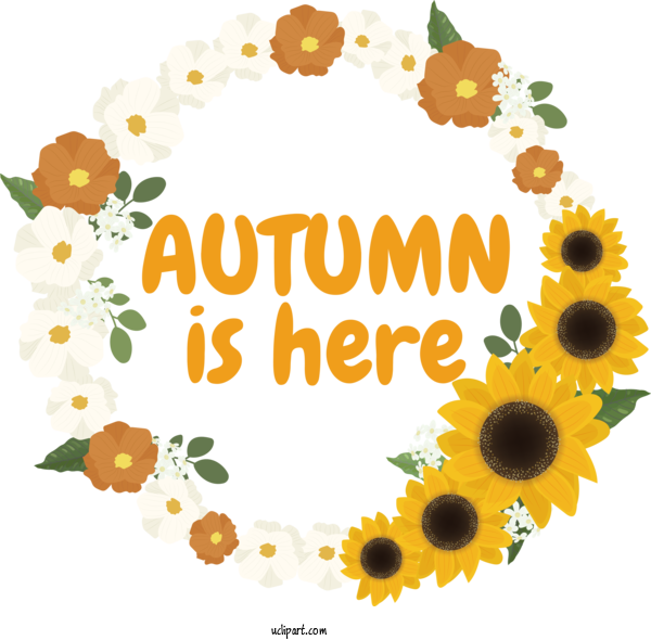 Free Autumn Common Sunflower Flower Drawing For Autumn Is Here Clipart Transparent Background