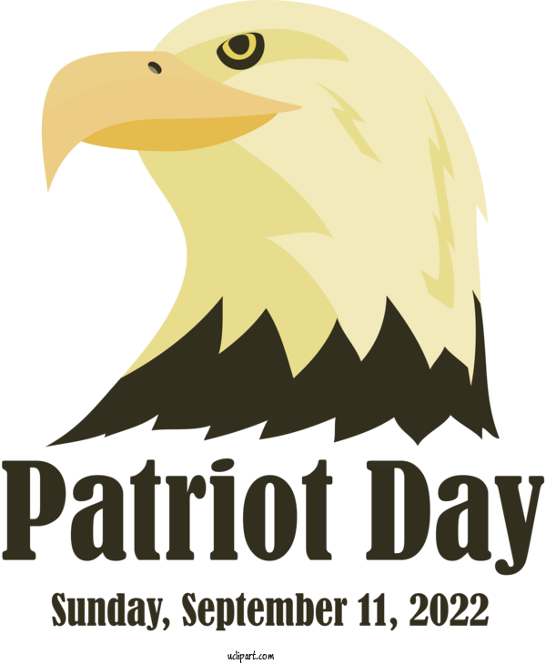 Free Patriot Day Bald Eagle Birds Bird Of Prey For Patriot Day Clipart Transparent Background