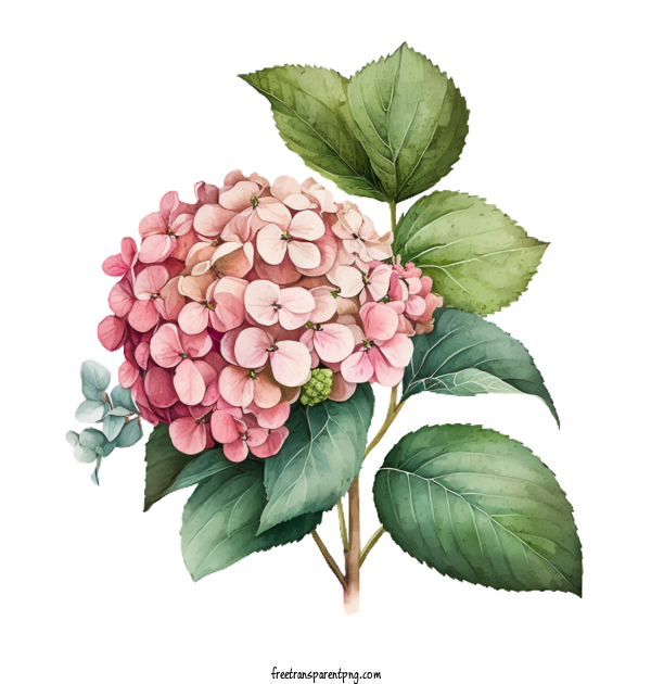 Free Flowers Hydrangea For Hydrangea Clipart Transparent Background