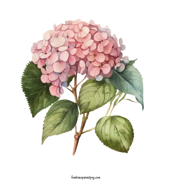 Free Flowers Hydrangea For Hydrangea Clipart Transparent Background