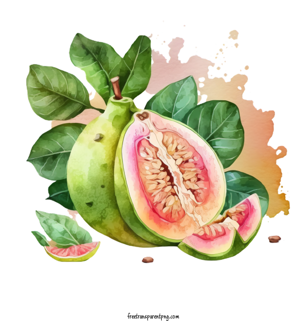 Free Watercolor Colors Of The 90s Guava Watercolor Guava Colors Of The 90s Guava For Guava Clipart Transparent Background