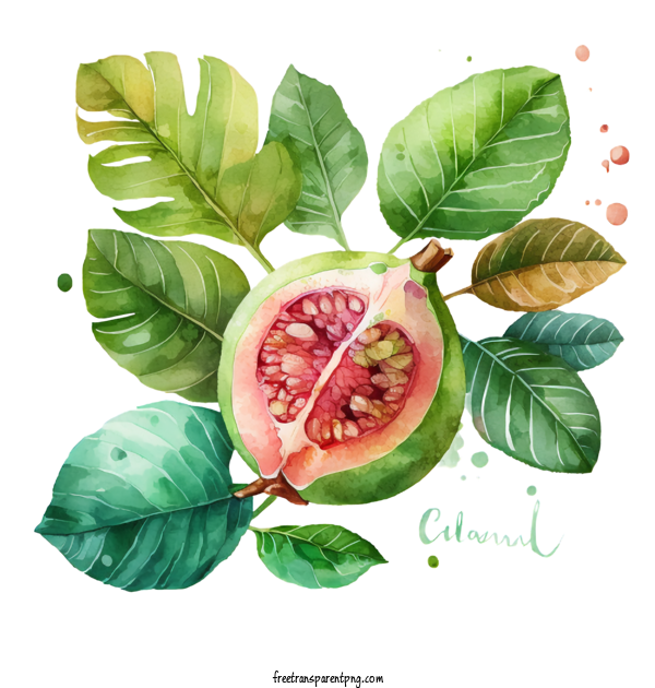 Free Watercolor Colors Of The 90s Guava Watercolor Guava Colors Of The 90s Guava For Guava Clipart Transparent Background