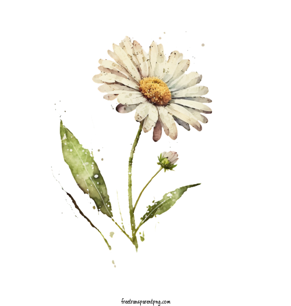 Free Flowers Daisy Watercolor Daisy For Daisy Clipart Transparent Background