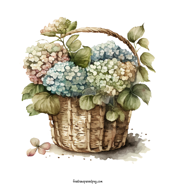 Free Flowers Hydrangeas Watercolor Hydrangeas Hydrangeas In Basket For Hydrangea Clipart Transparent Background