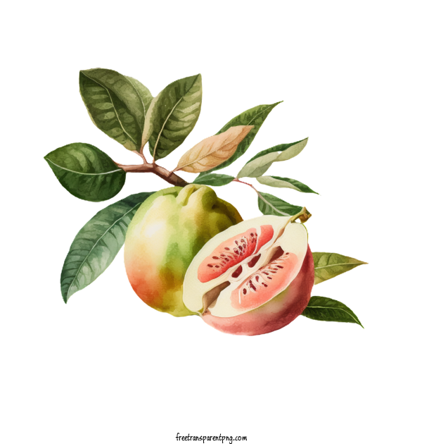 Free Food Guava Fruit For Fruit Clipart Transparent Background