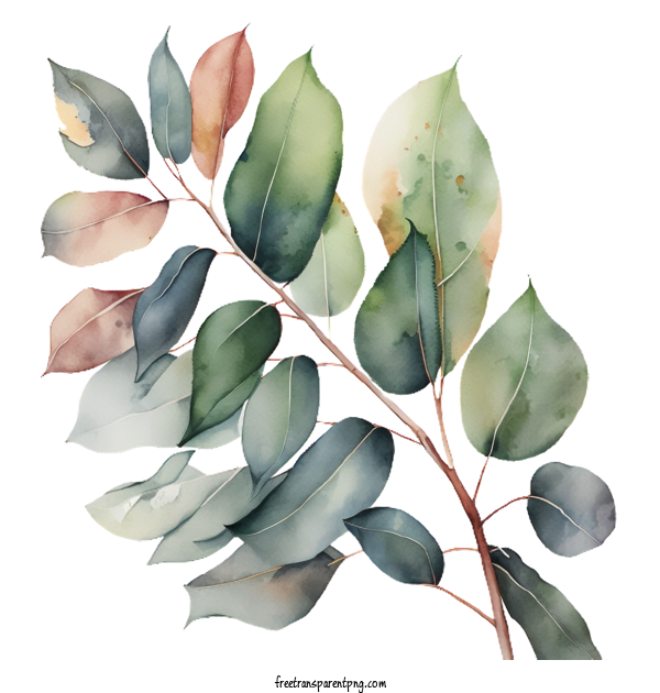 Free Nature Eucalyptus Leaf Watercolor Eucalyptus For Leaf Clipart Transparent Background